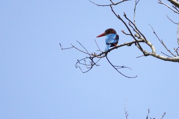 White-throated Kingfisher Taman Alam Kuala Selangor Sat, 3/4/2023