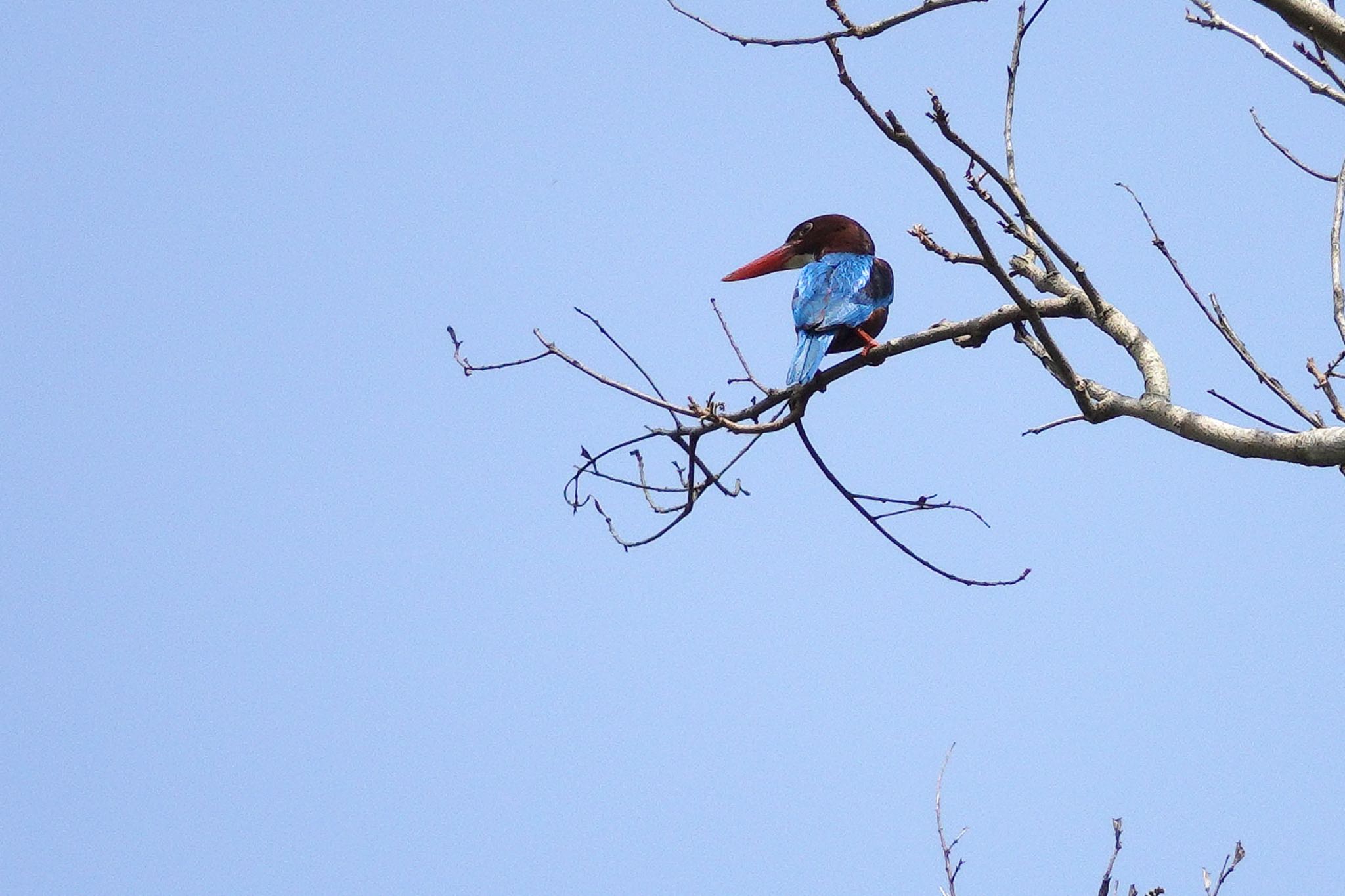 White-throated Kingfisher