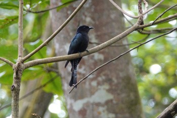 Square-tailed Drongo-Cuckoo Taman Alam Kuala Selangor Sat, 3/4/2023