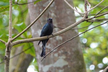 Square-tailed Drongo-Cuckoo Taman Alam Kuala Selangor Sat, 3/4/2023