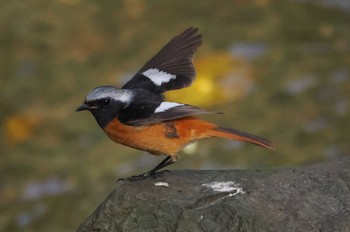 2023年3月29日(水) 大泉緑地の野鳥観察記録