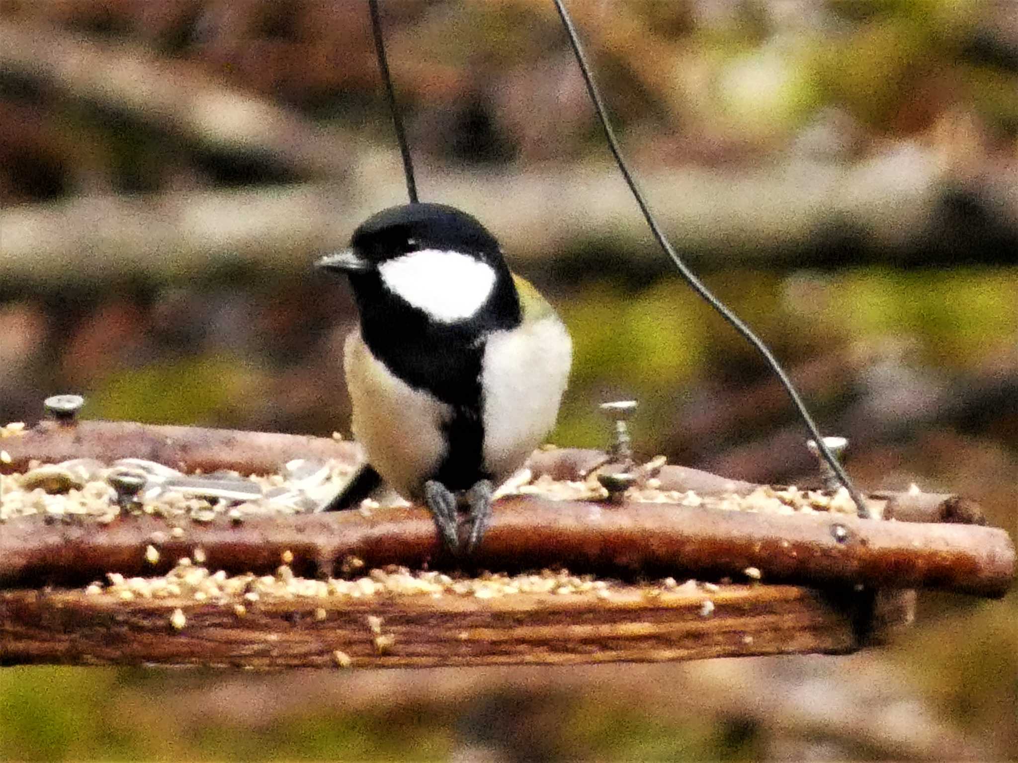 シジュウカラ