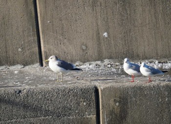 カモメ 銚子漁港 2023年2月26日(日)