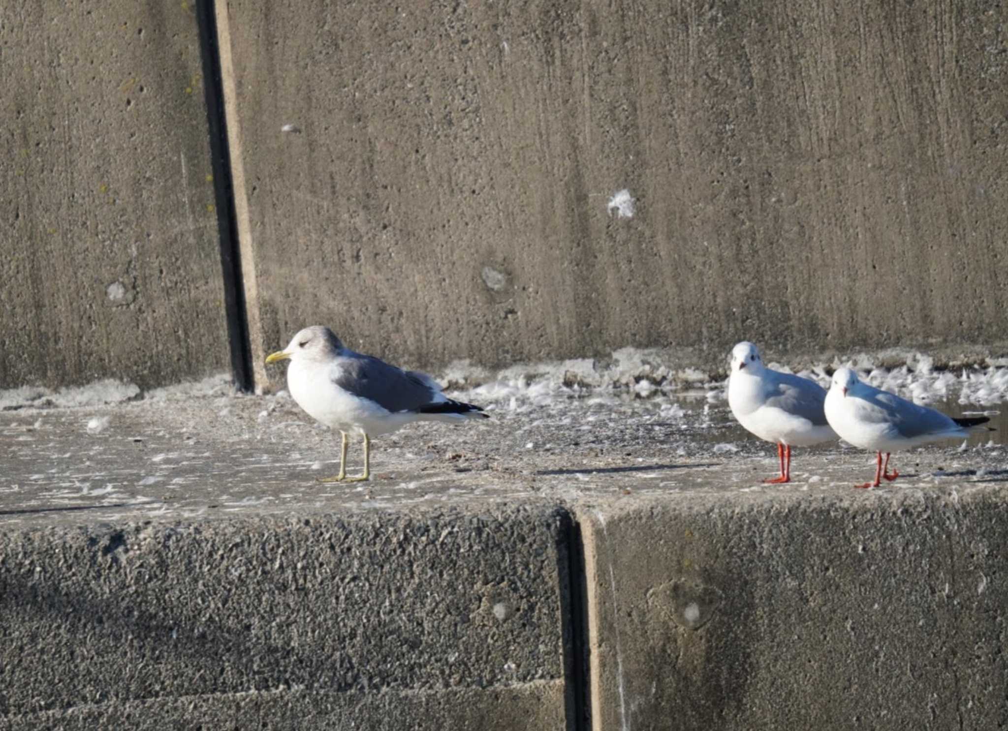 銚子漁港 カモメの写真 by Kたろー