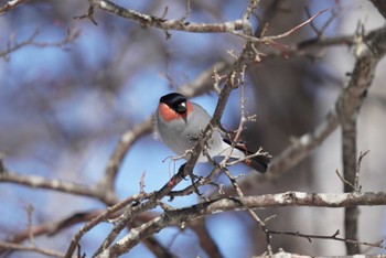 2023年2月25日(土) 戦場ヶ原の野鳥観察記録