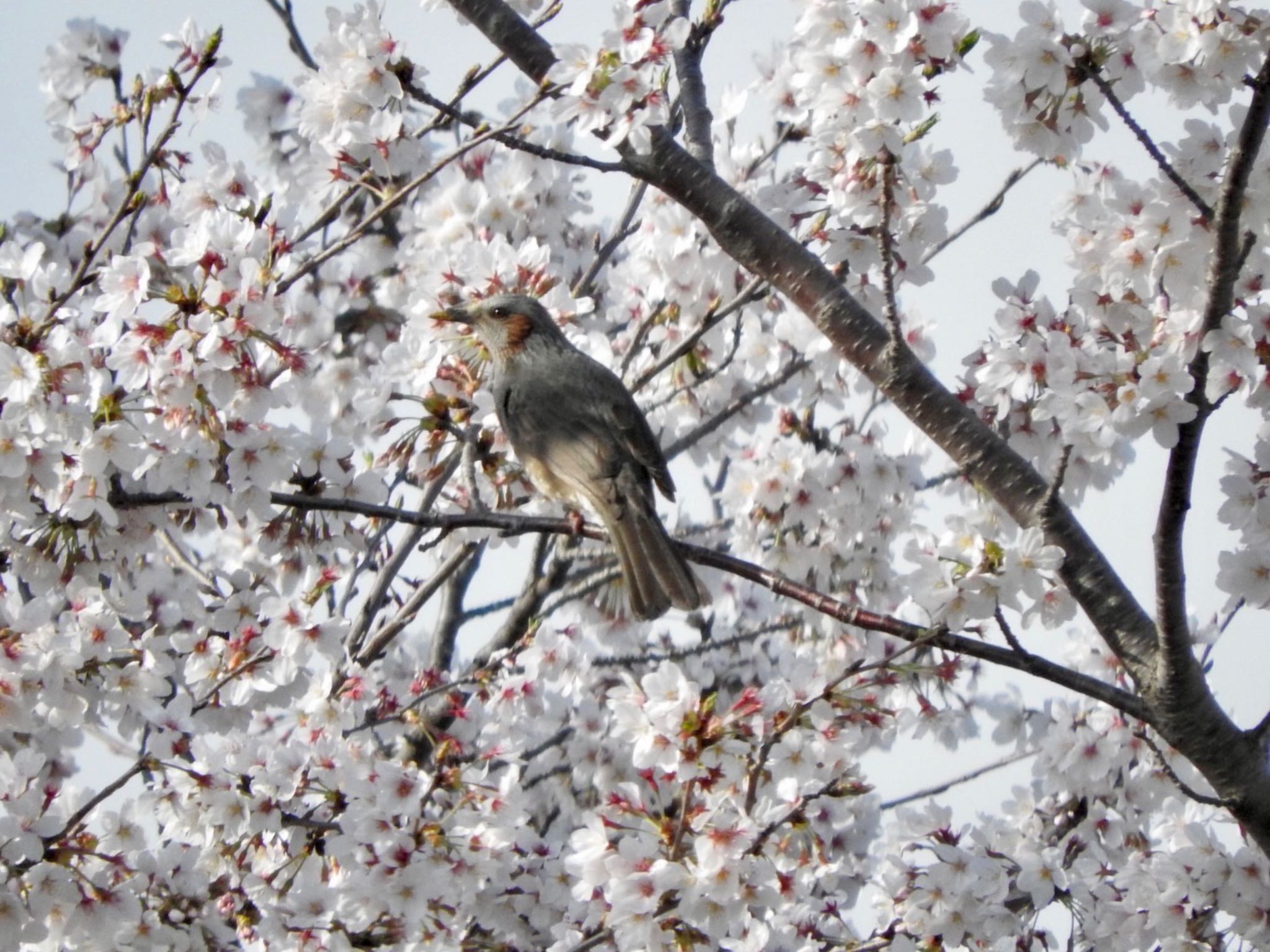 柏 ヒヨドリの写真 by WATARAI