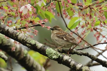 ニュウナイスズメ 北海道 函館市 見晴公園 2018年5月19日(土)