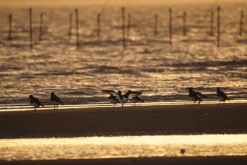 2023年1月10日(火) ふなばし三番瀬海浜公園の野鳥観察記録