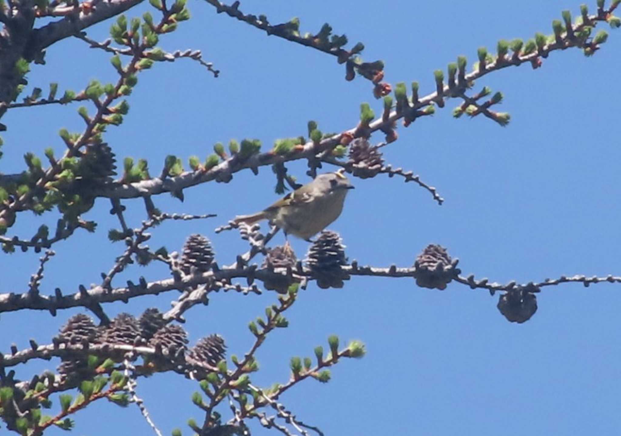 Photo of Goldcrest at Okuniwaso(Mt. Fuji) by Kたろー