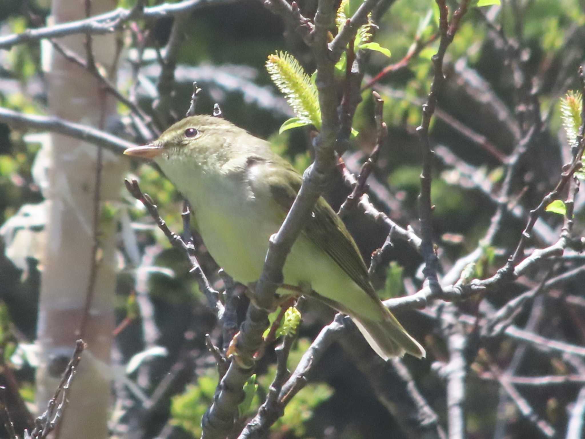 Photo of Japanese Leaf Warbler at Okuniwaso(Mt. Fuji) by Kたろー