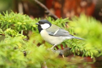 シジュウカラ 北海道 函館市 見晴公園 2018年5月19日(土)