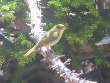 2022年5月29日(日) 奥庭荘(富士山)の野鳥観察記録