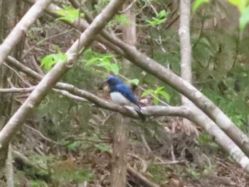 Mon, 5/2/2022 Birding report at 栃木県民の森