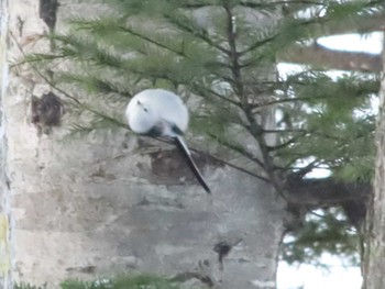 2021年12月25日(土) 阿寒湖の野鳥観察記録