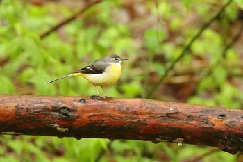 キセキレイ 北海道 函館市 見晴公園 2018年5月19日(土)