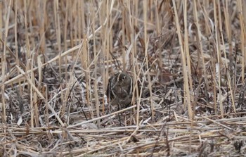 2023年3月5日(日) 水元公園の野鳥観察記録