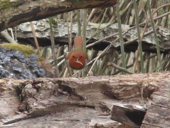 2021年5月8日(土) 柳沢峠の野鳥観察記録