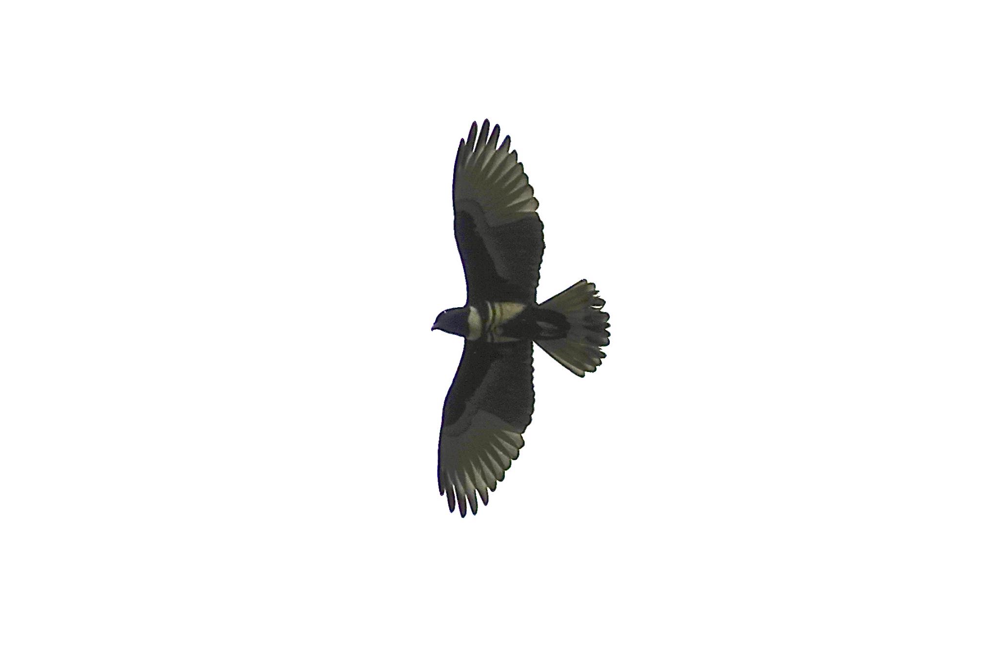 Black Baza