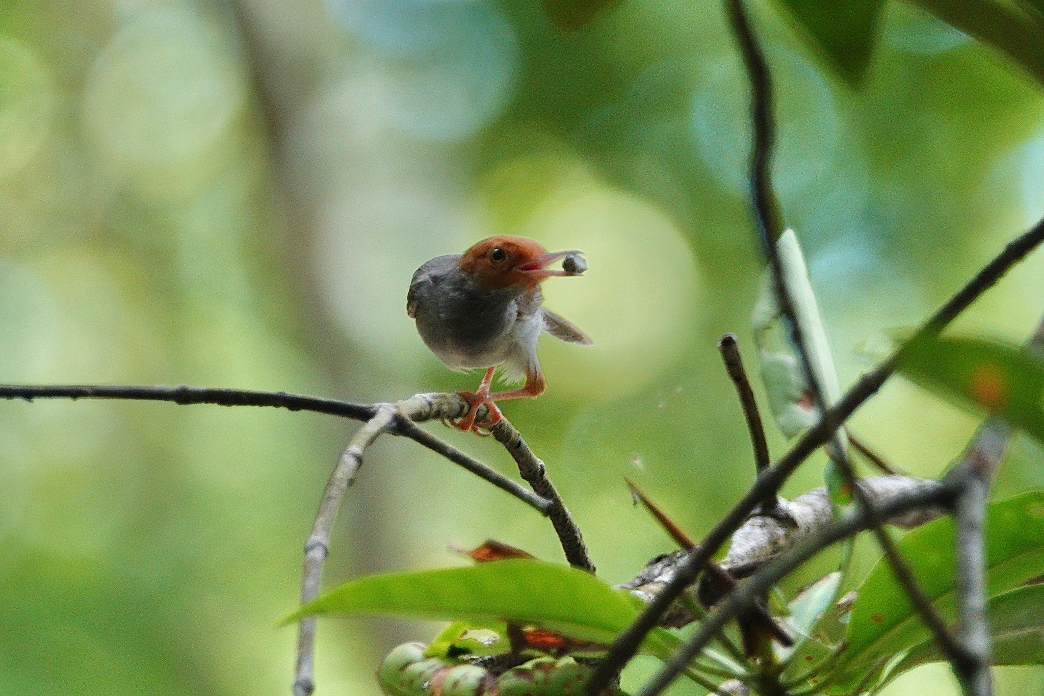Photo of Ashy Tailorbird at Taman Alam Kuala Selangor by のどか