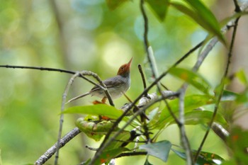 Ashy Tailorbird Taman Alam Kuala Selangor Sat, 3/4/2023