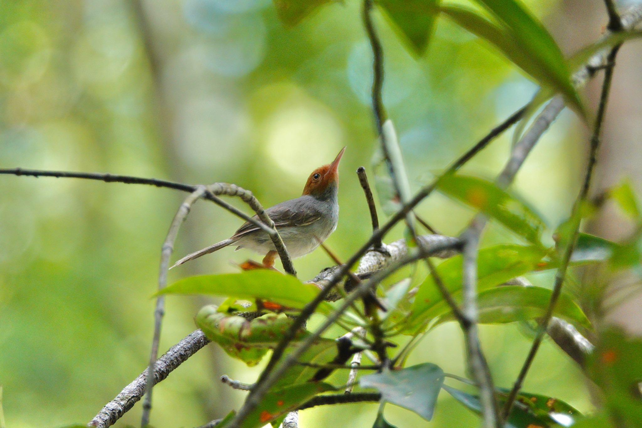 Ashy Tailorbird