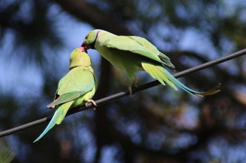 ワカケホンセイインコ 洗足池(大田区) 2023年3月29日(水)