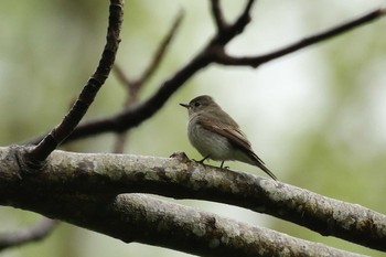 コサメビタキ 北海道 函館市 見晴公園 2018年5月19日(土)