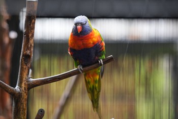 ゴシキセイガイインコ キャンベルタウン野鳥の森 2023年3月25日(土)