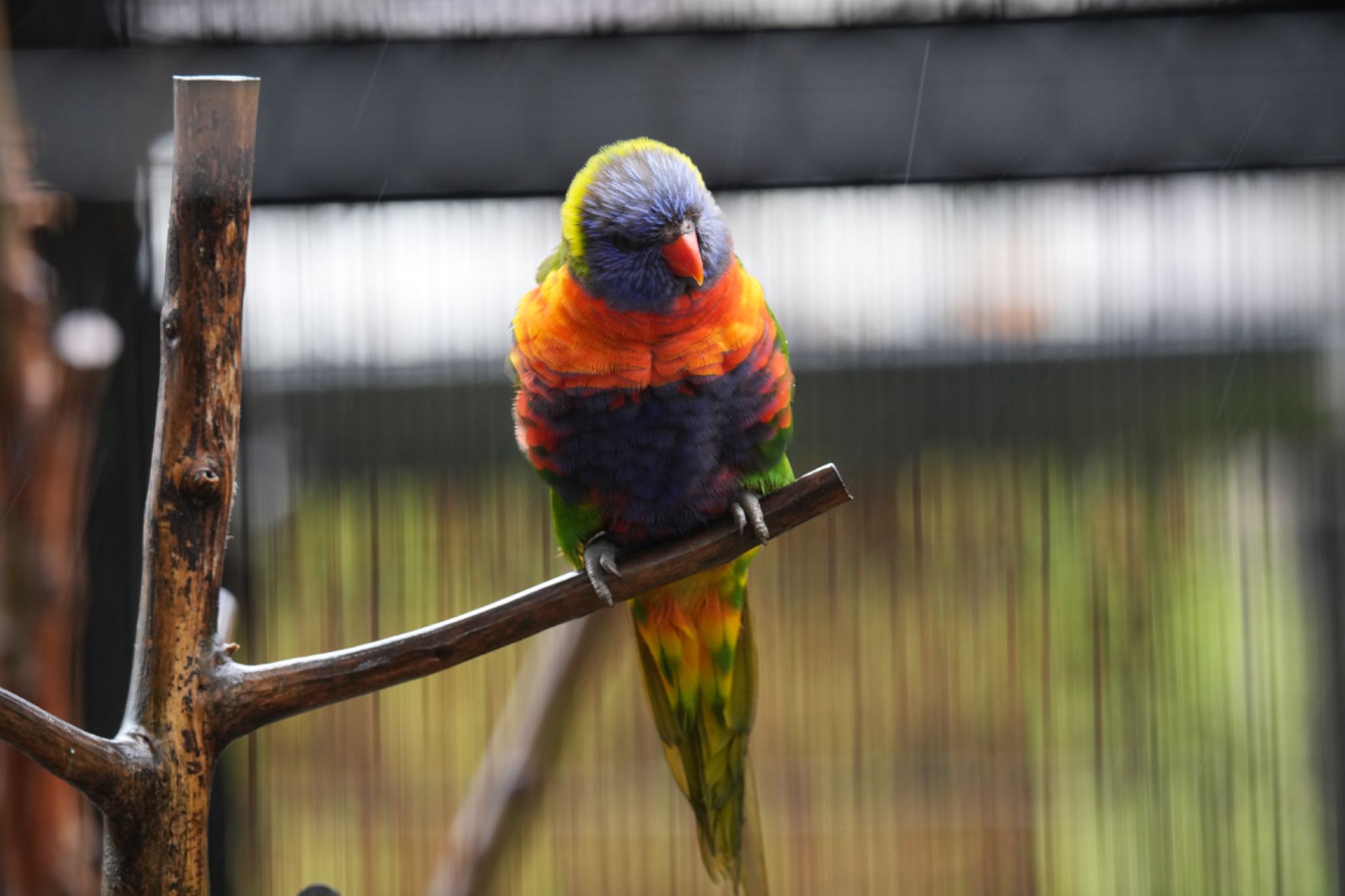 ゴシキセイガイインコ