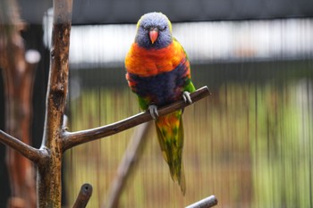 ゴシキセイガイインコ キャンベルタウン野鳥の森 2023年3月25日(土)