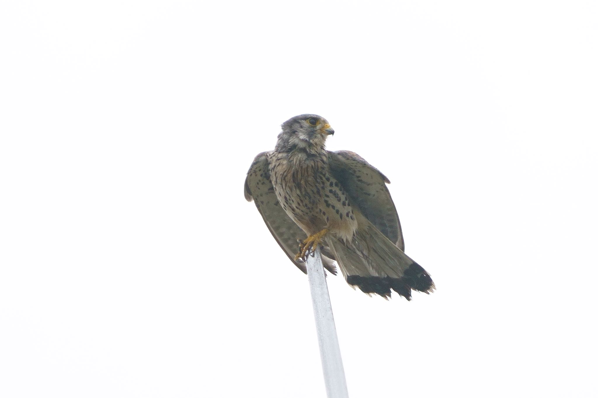 Photo of Common Kestrel at 加須市 by アカウント5227