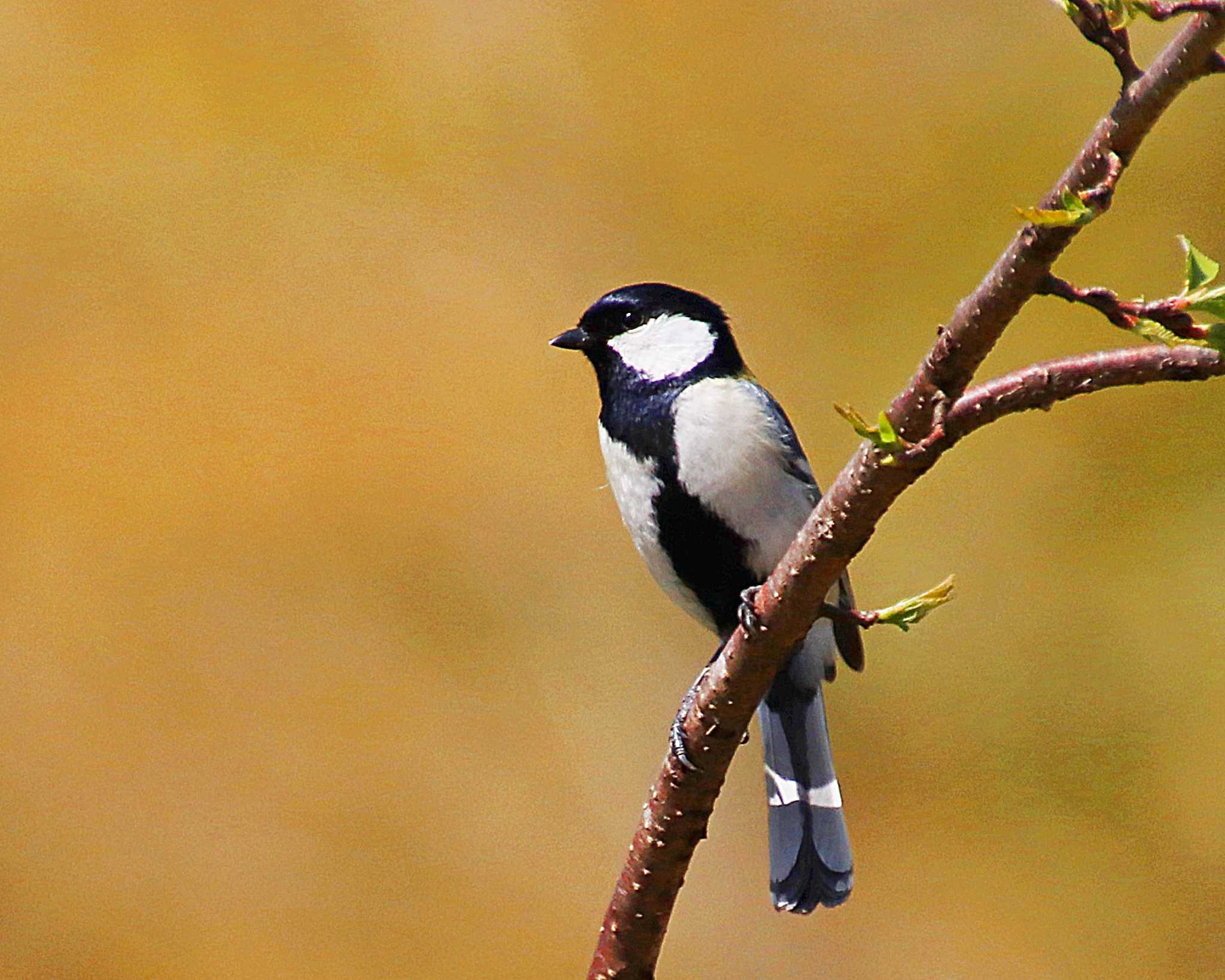 Japanese Tit