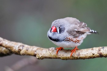 キンカチョウ キャンベルタウン野鳥の森 2023年3月25日(土)