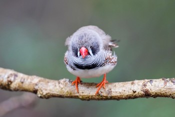 キンカチョウ キャンベルタウン野鳥の森 2023年3月25日(土)