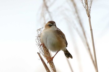 Zitting Cisticola Unknown Spots Tue, 5/15/2018