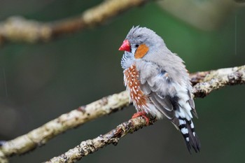 キンカチョウ キャンベルタウン野鳥の森 2023年3月25日(土)