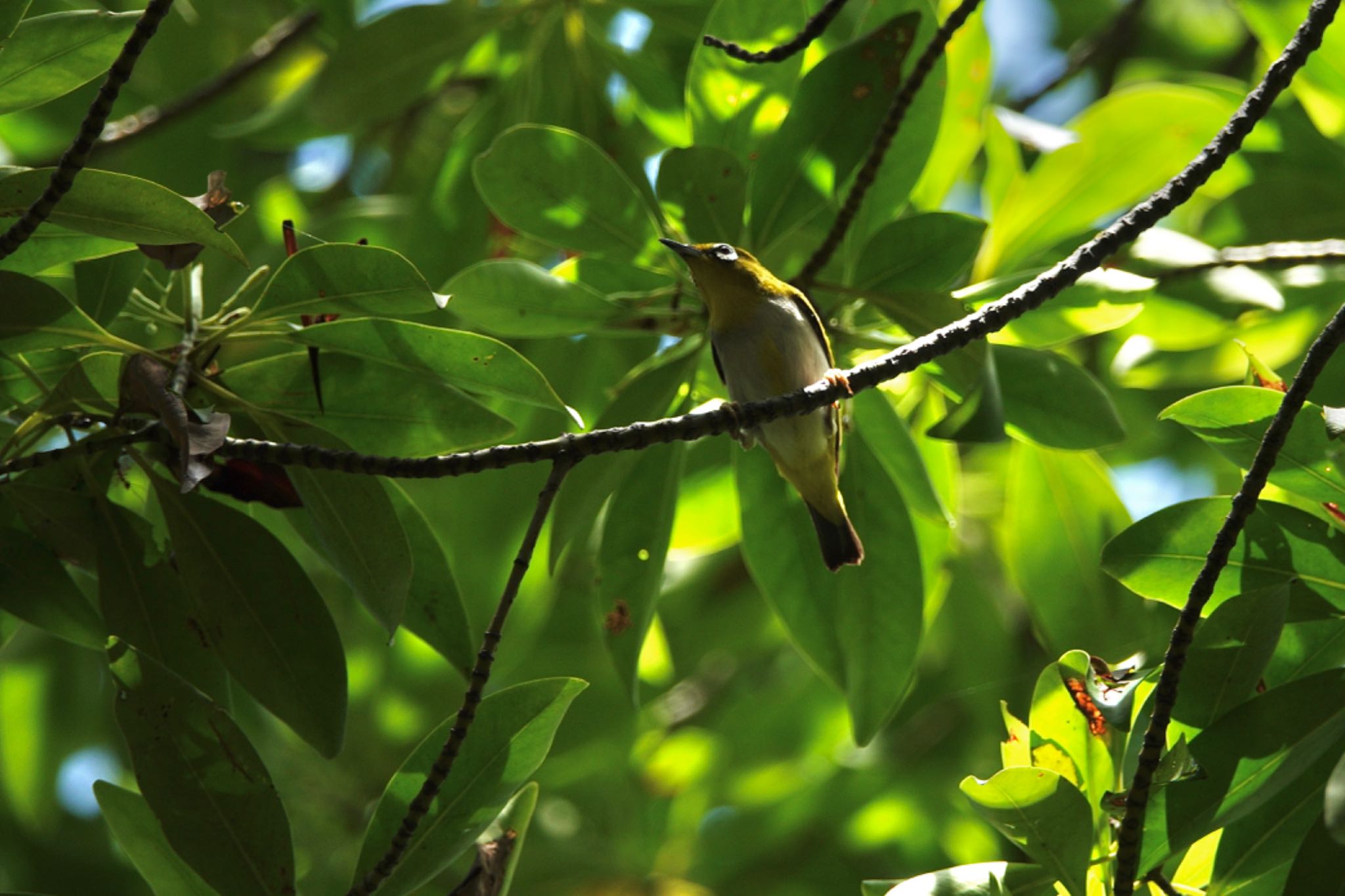 Swinhoe's White-eye