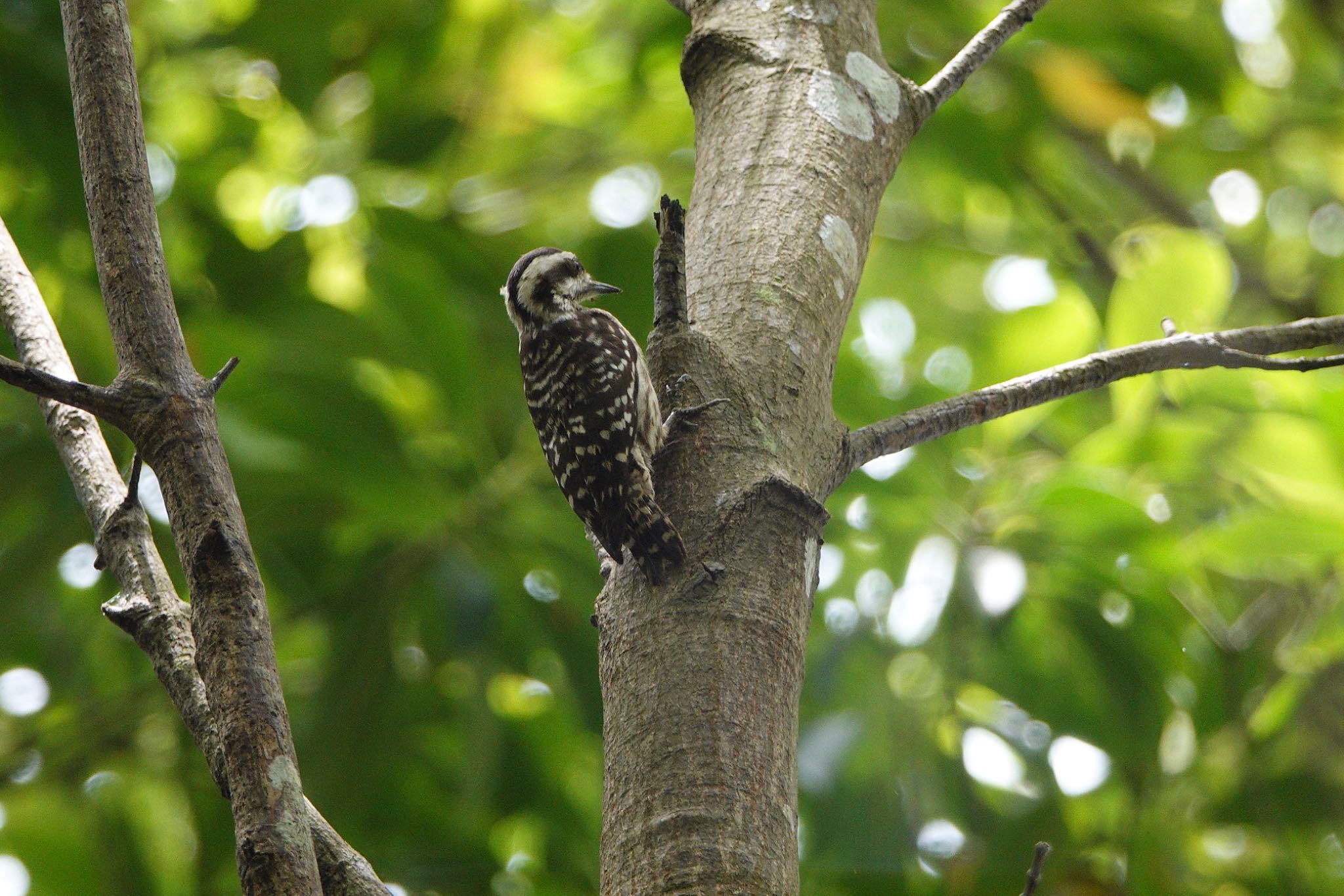 Sunda Pygmy Woodpecker