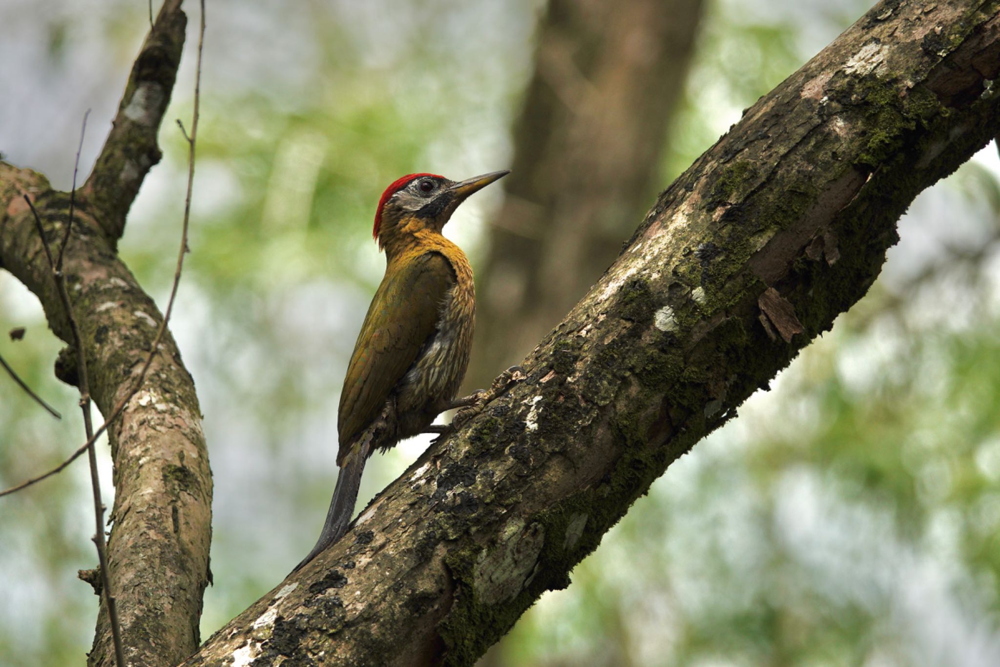 Laced Woodpecker