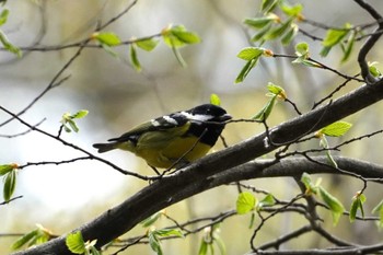 Yellow-bellied Tit 杉並区 Tue, 3/21/2023