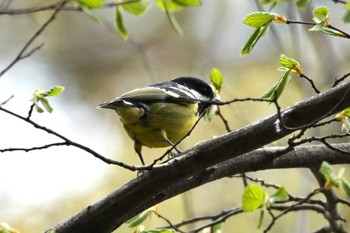 Yellow-bellied Tit 杉並区 Tue, 3/21/2023