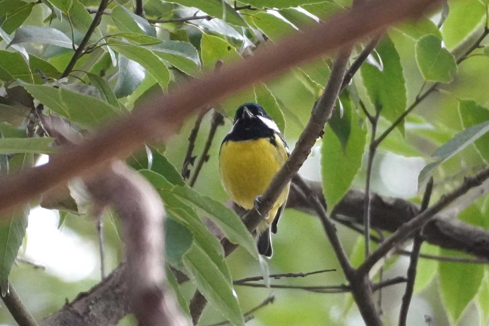 Photo of Yellow-bellied Tit at 杉並区 by たっちゃんち