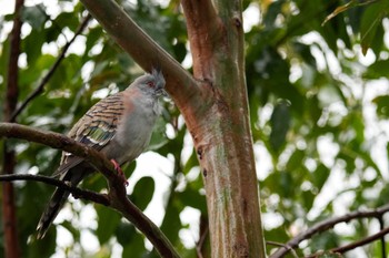 Crested Pigeon キャンベルタウン野鳥の森 Sat, 3/25/2023