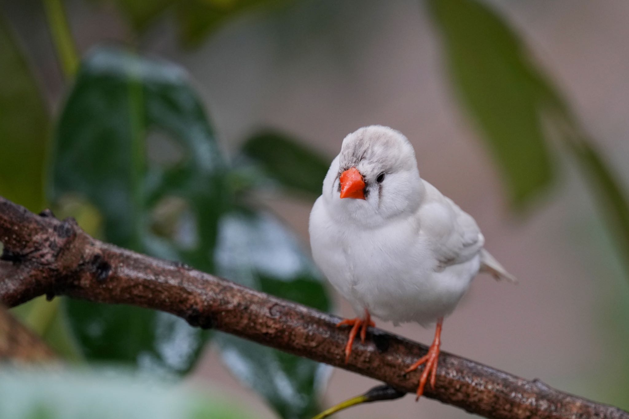 キャンベルタウン野鳥の森 キンカチョウの写真