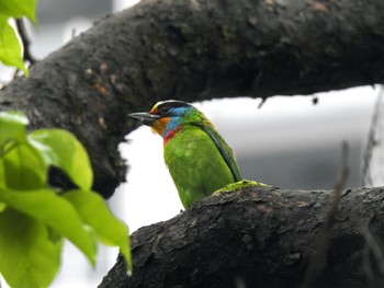 Taiwan Barbet 台北流行音楽中心 Tue, 3/28/2023