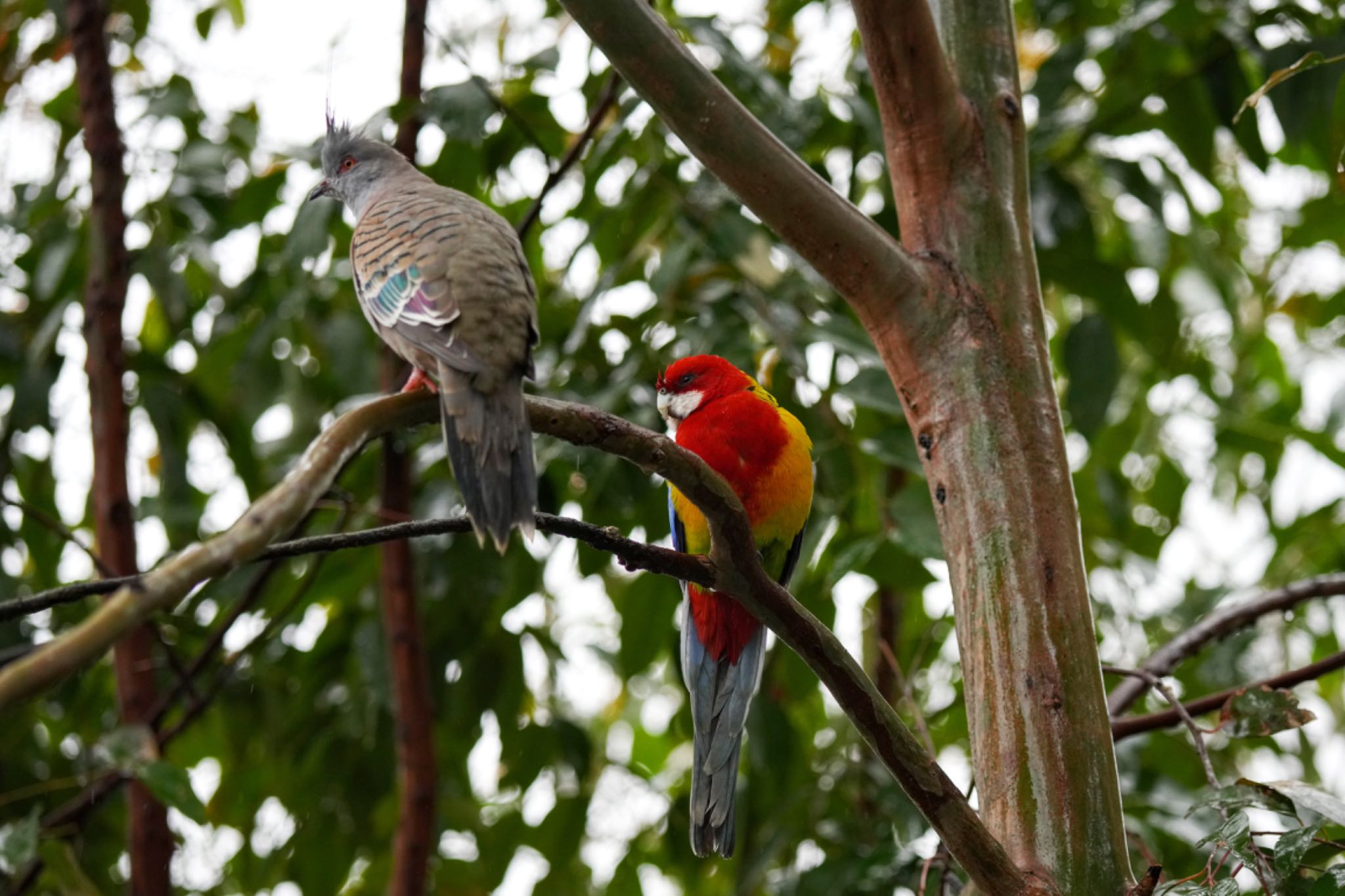 キャンベルタウン野鳥の森 ナナクサインコの写真