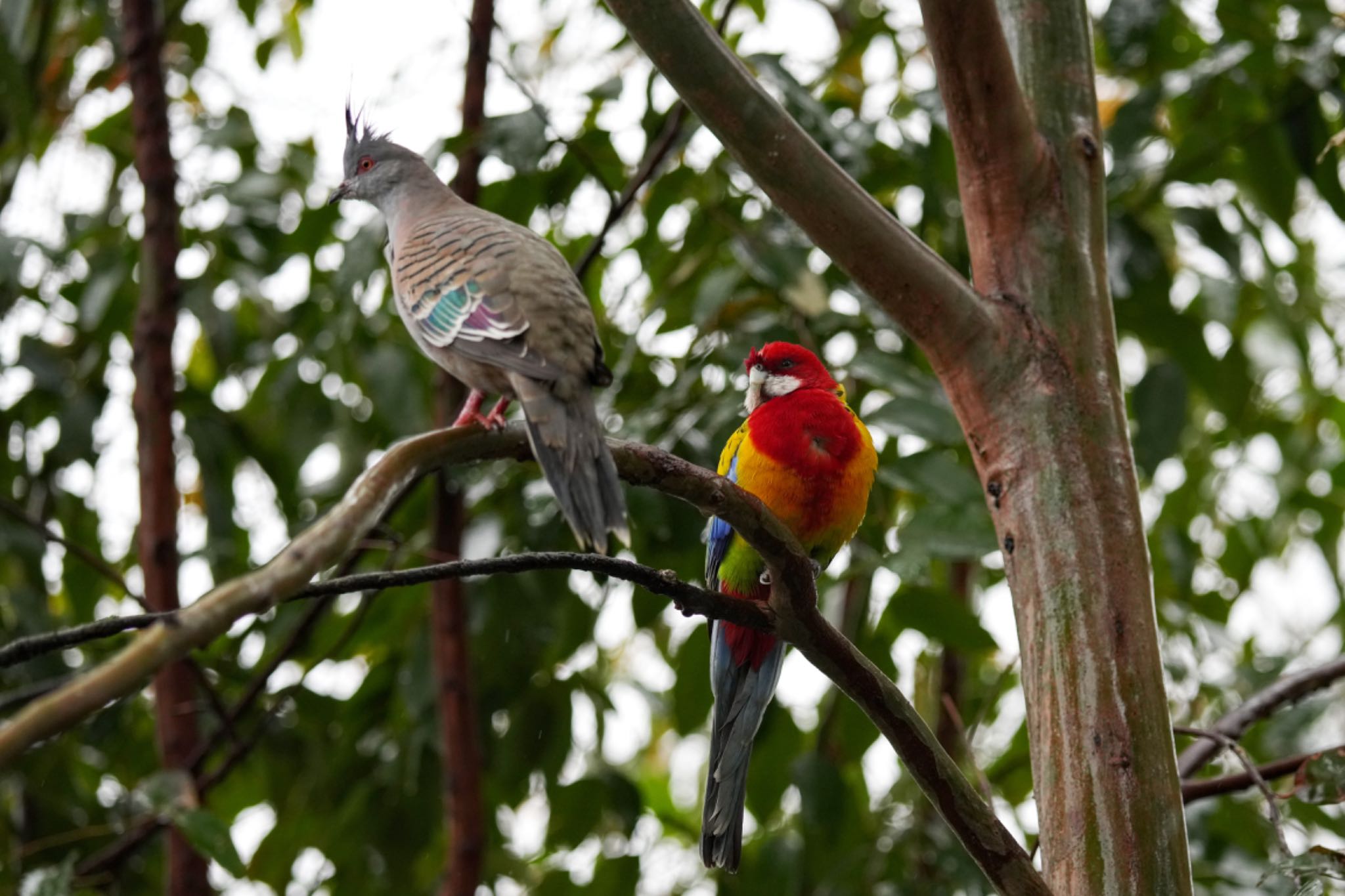 キャンベルタウン野鳥の森 ナナクサインコの写真