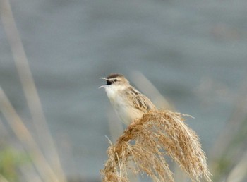 2023年3月30日(木) 多摩川の野鳥観察記録