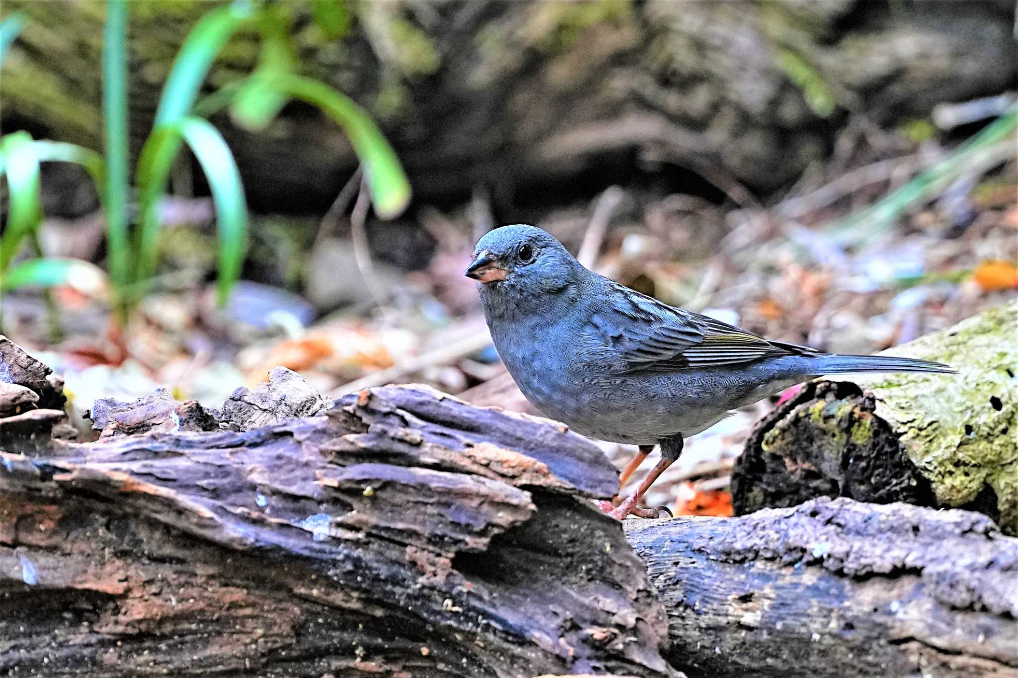 八溝休養公園 クロジの写真