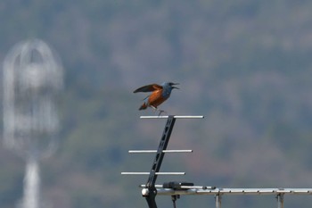 Blue Rock Thrush JR寺庄駅付近 Thu, 3/30/2023